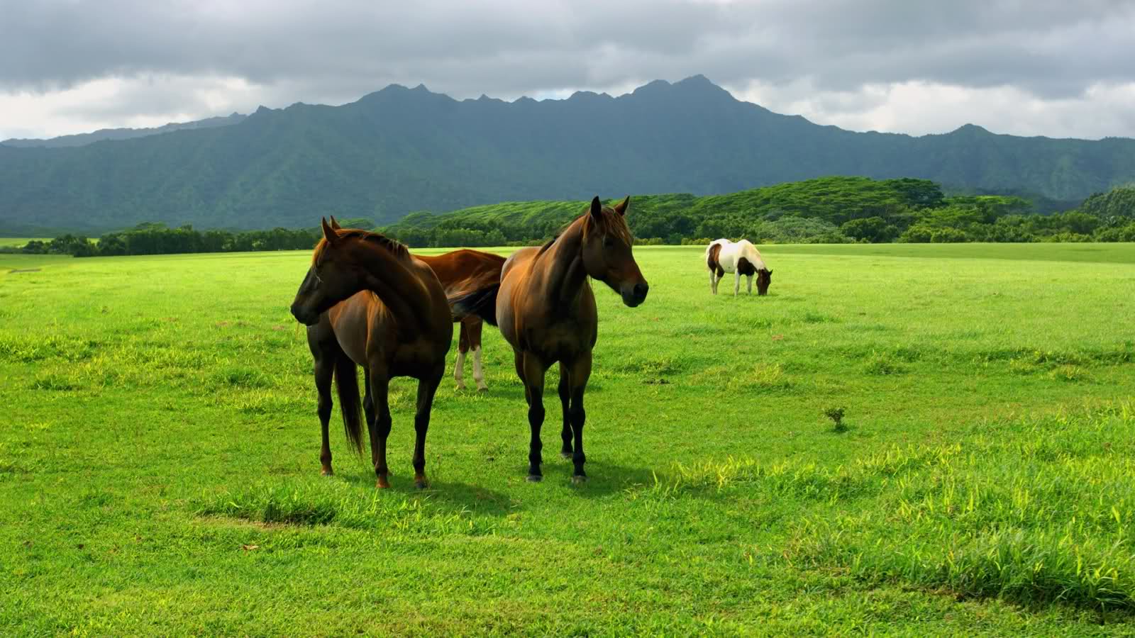 caballos